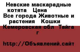 Невские маскарадные котята › Цена ­ 15 000 - Все города Животные и растения » Кошки   . Кемеровская обл.,Тайга г.